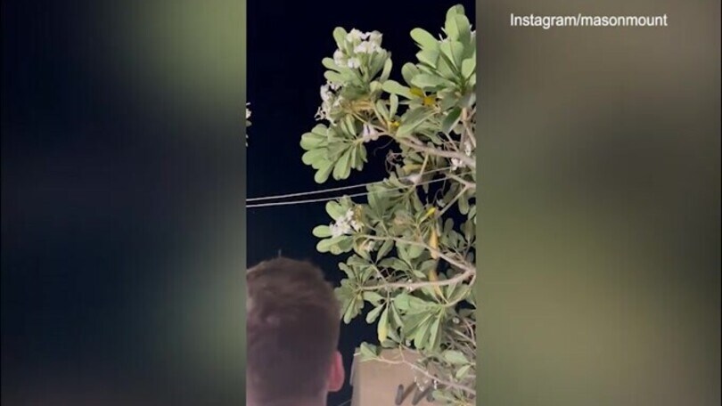 Inghilterra, svelato il "portafortuna": Shaw sporcato da un uccello