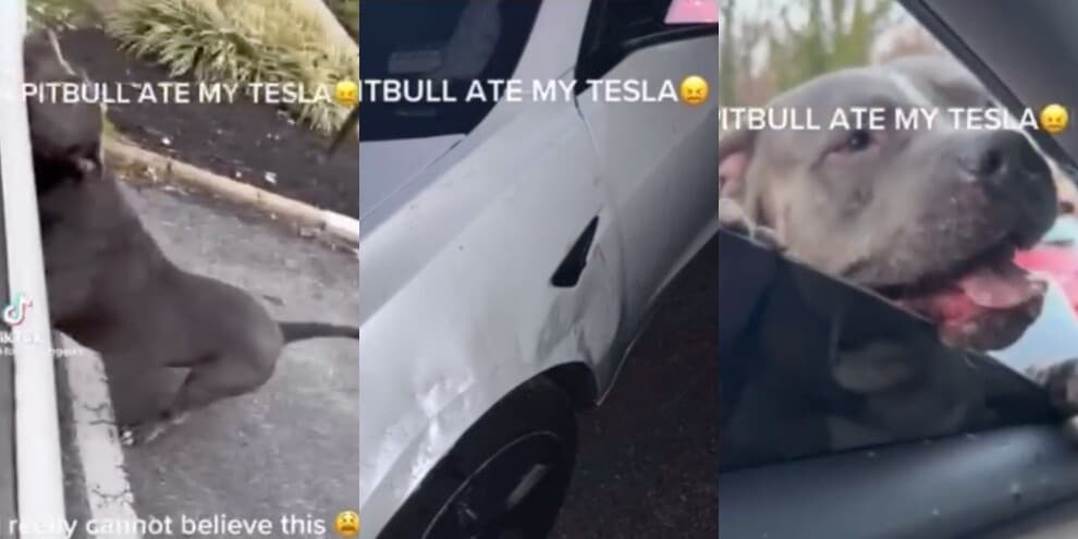 Shock negli Usa, un pitbull distrugge una Tesla a morsi