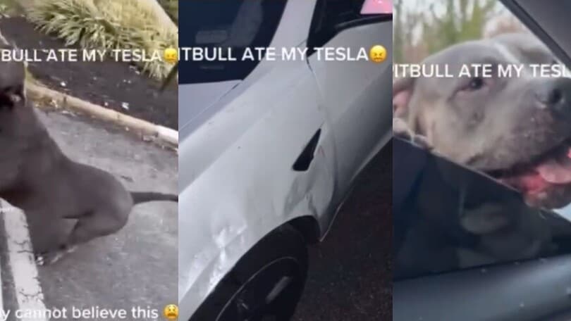 Shock negli Usa, un pitbull distrugge una Tesla a morsi