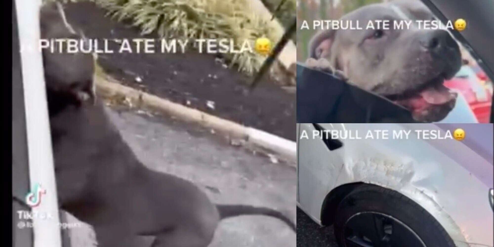 Pitbull attacca una Tesla e la distrugge a morsi VIDEO
