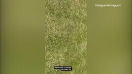 Natale in famiglia, il Kun prepara il campetto