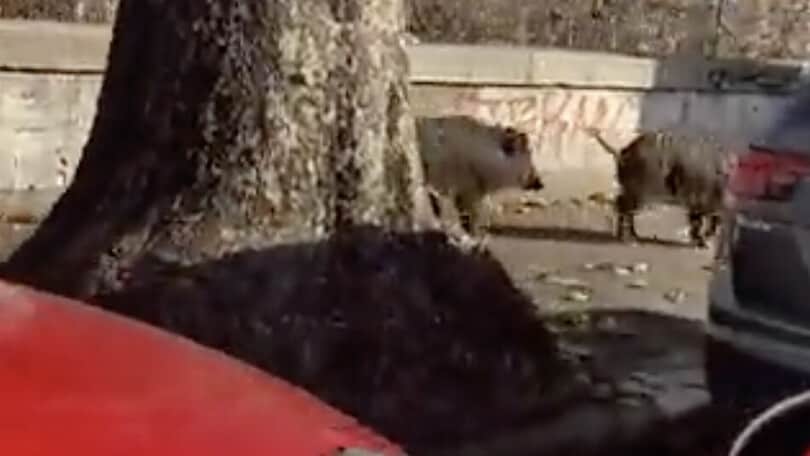Pazzesco, cinghiali in centro a Roma sul lungotevere
