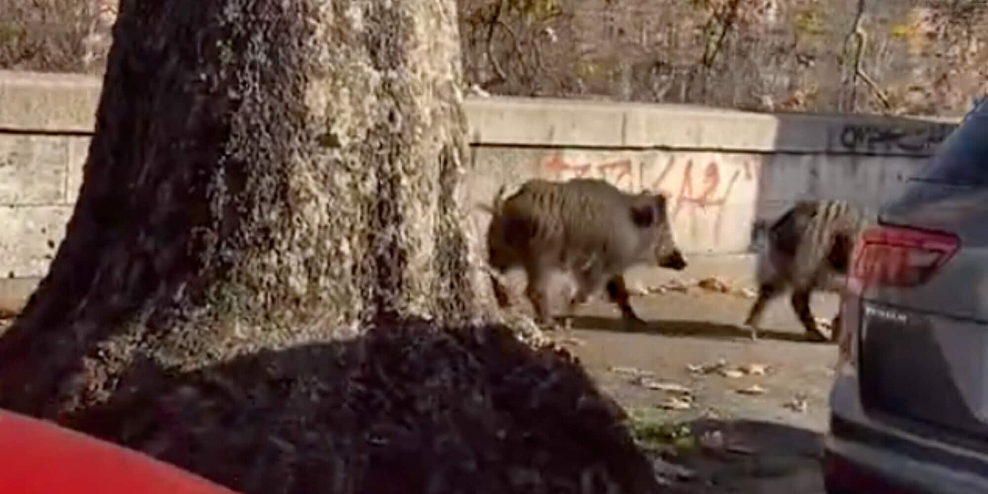 Cinghiali a passeggio in centro a Roma. La giornalista del Tg1: "Mi stavo per schiantare!"