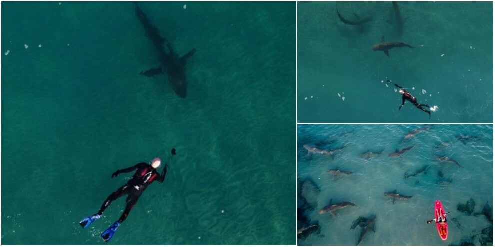 Il sub nuota tra gli squali: le foto da brivido nel mare d'Israele