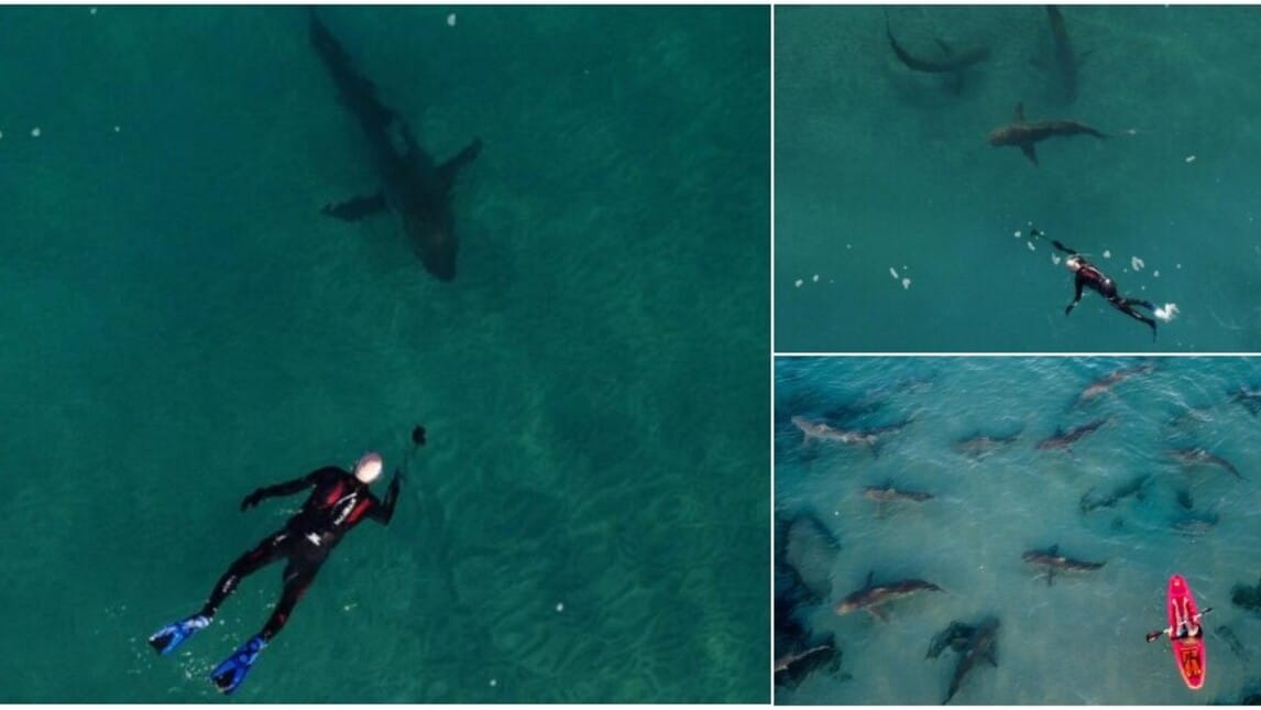 Il sub nuota tra gli squali: le foto da brivido nel mare d'Israele