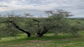 Il cammino di Giuliano: giorno 16