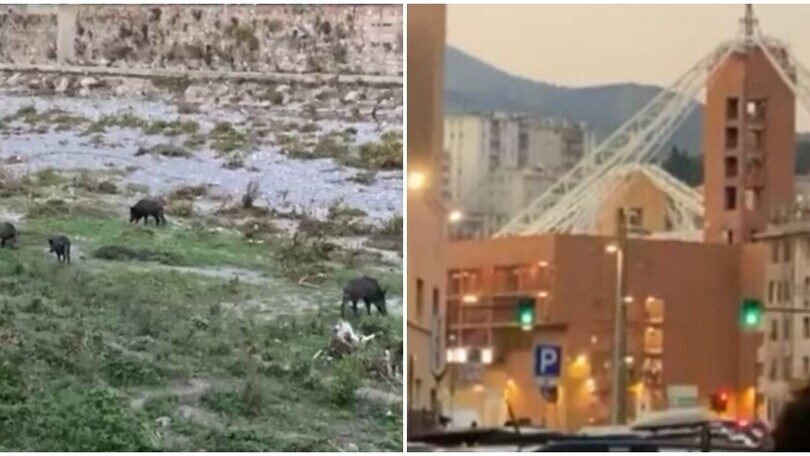 Roma-Genoa, cinghiali a pochi passi da Marassi