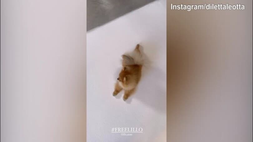 Incredibile, Lillo Leotta...bloccato su Instagram: il messaggio di Diletta