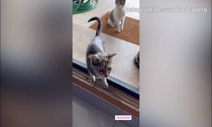 Alex Del Piero circondato da.....Gatti