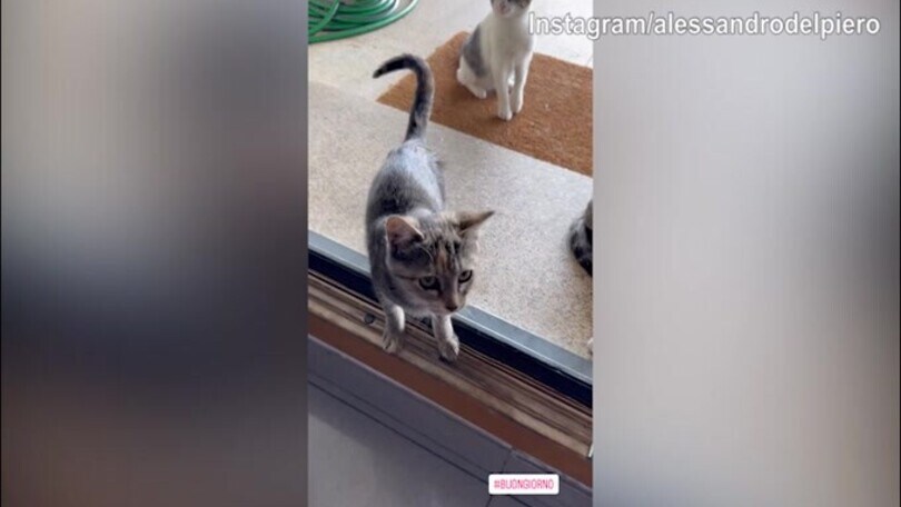 Alex Del Piero circondato da.....Gatti