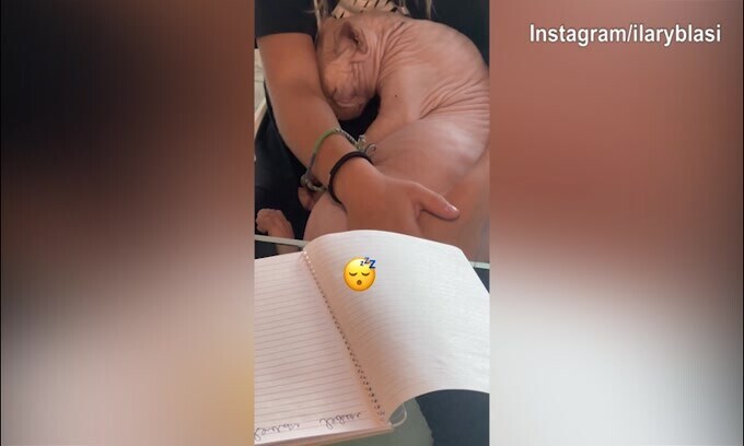 Buonanotte Alfio: il gatto della Blasi dorme sereno