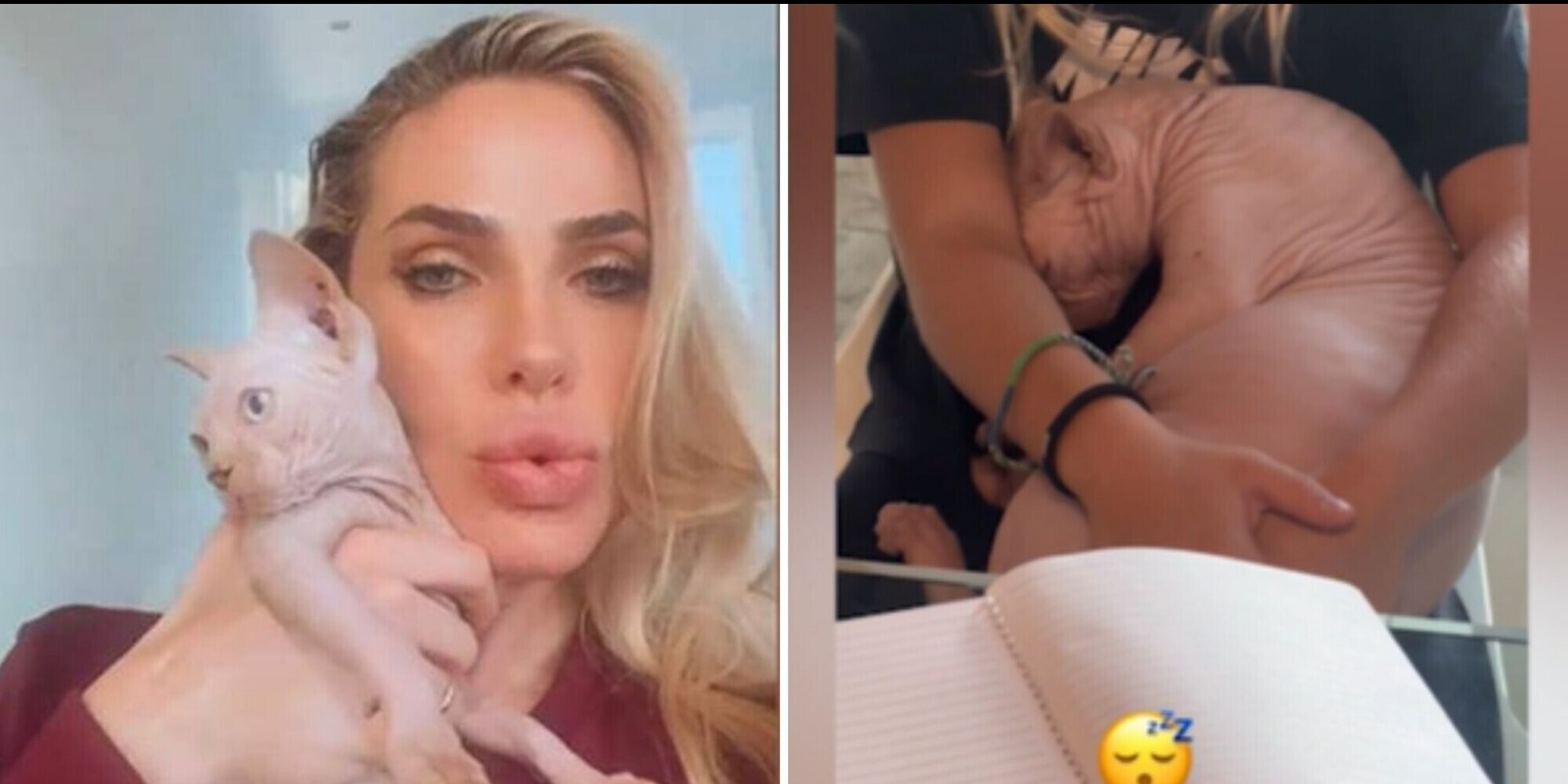 Ilary Blasi, il gatto Alfio dorme beato: la grande paura è ormai alle spalle