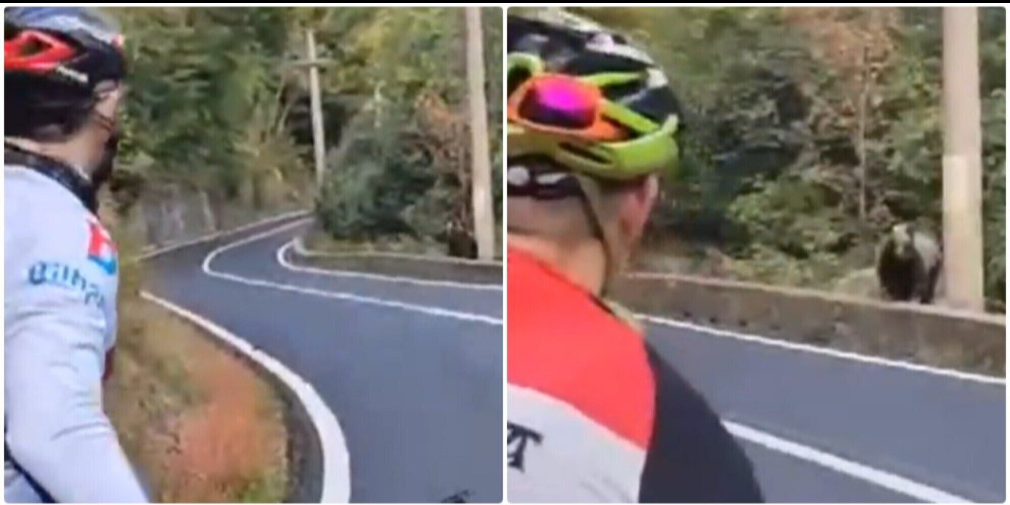 Ciclisti incontrano un orso, la reazione stupisce: “Vediamo se ci frega”