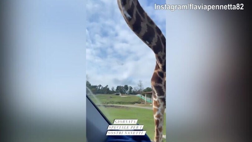 Fognini e Pennetta a tu per tu con le giraffe