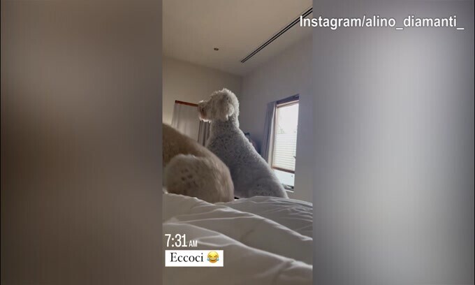 I cani pensano a dare il buongiorno ad Ale Diamanti...