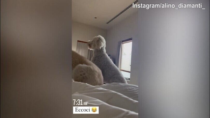 I cani pensano a dare il buongiorno ad Ale Diamanti...