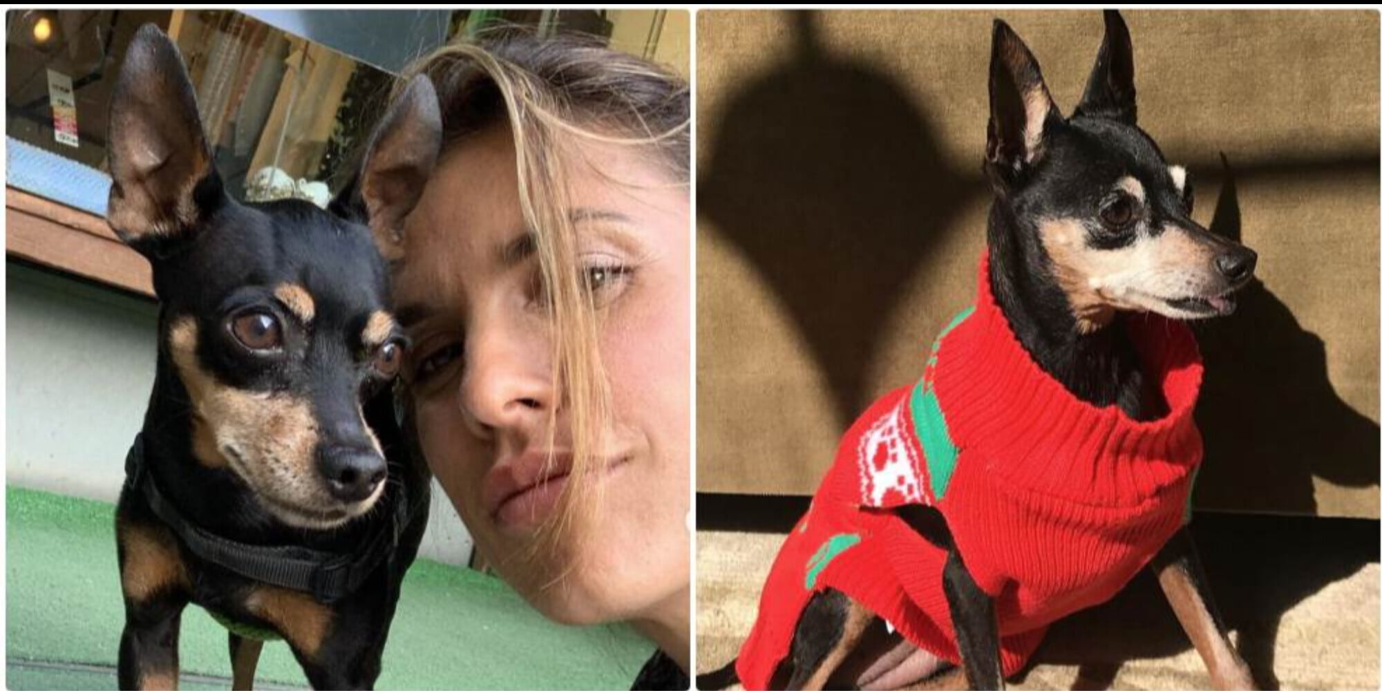 Elisabetta Canalis in lacrime, morta la cagnolina Mia: il post straziante