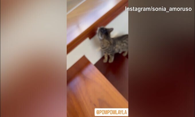 "Guerra" tra gatti in casa Del Piero-Amoruso