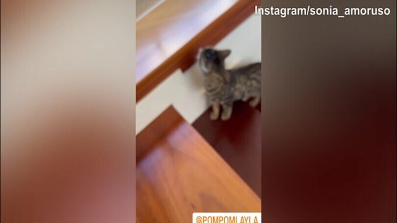 "Guerra" tra gatti in casa Del Piero-Amoruso