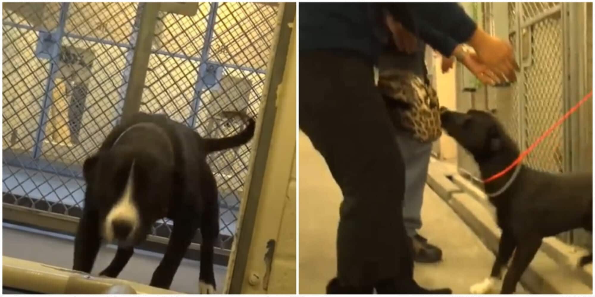 Il pitbull Benny adottato da una famiglia: la sua reazione commuove i social
