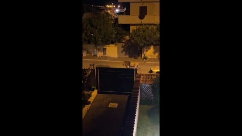 Un leone a spasso per Ladispoli: il video incredibile ripreso da un abitante