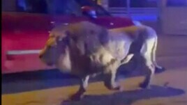 Leone a Ladispoli, il video della cattura