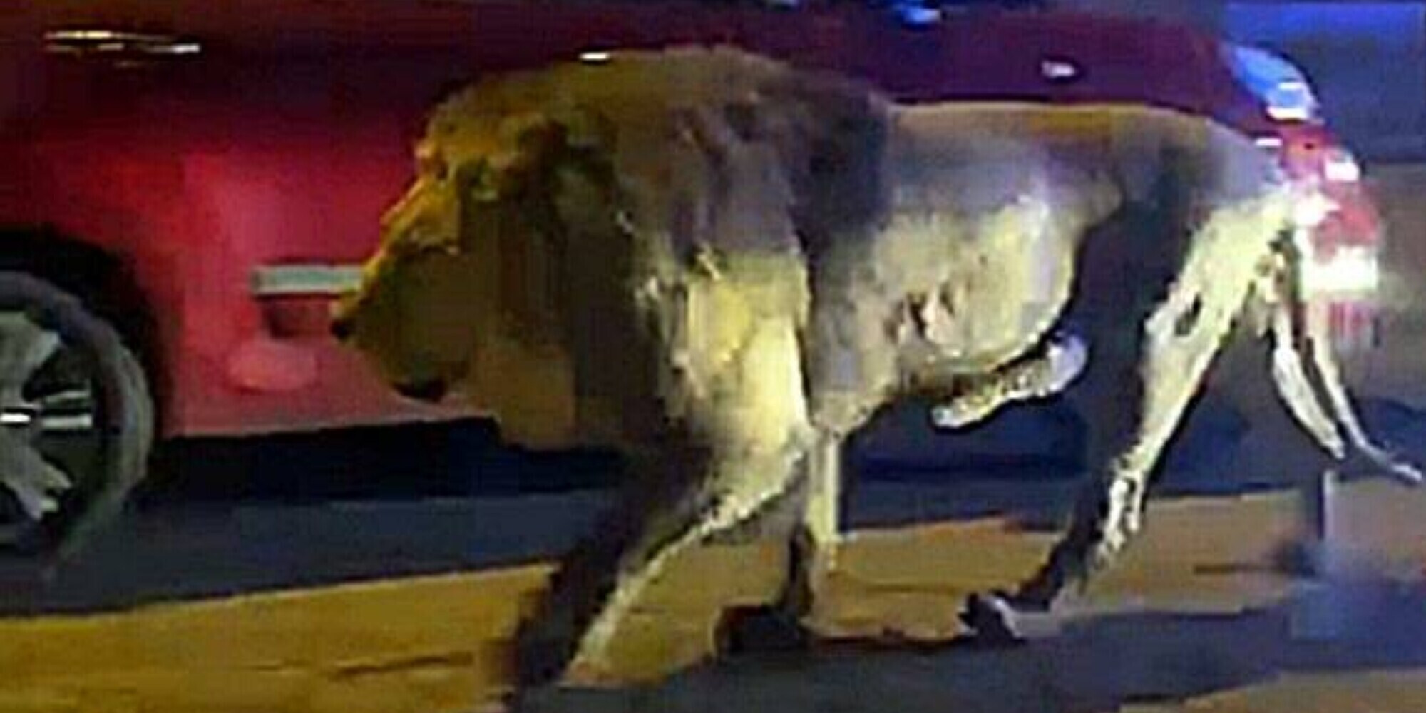 Leone a Ladispoli, l'incredibile video della cattura: faticano a sollevarlo