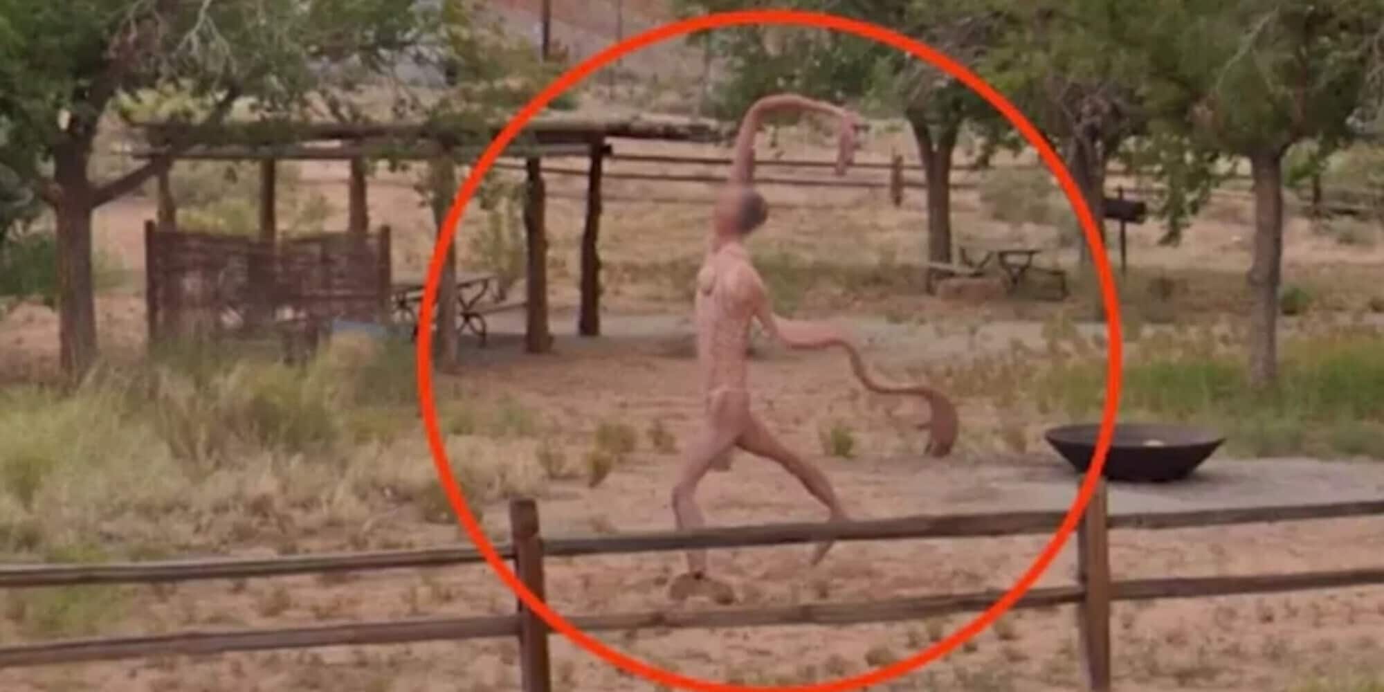 Una strana creatura terrorizza gli utenti di Google Maps: "Spaventoso"