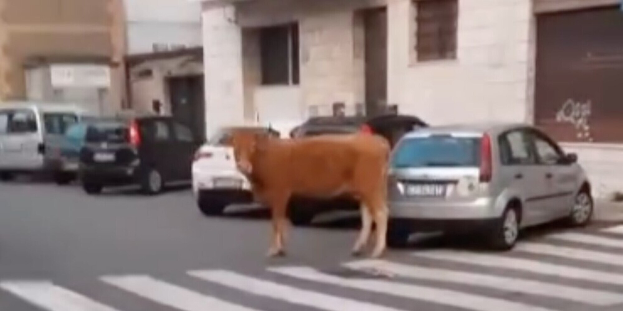 Paura a Roma: vitello scappa in strada fra le auto