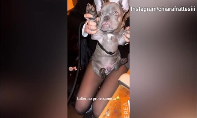 Il cane di Chiara Frattesi diventa un...ballerino