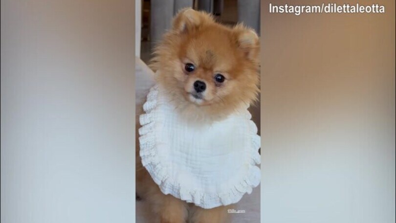 Lillo, ma come ti sei vestito?