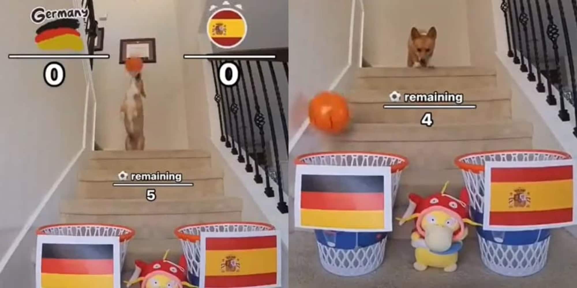 Il cane indovino prevede il risultato di Spagna-Germania con un colpo di scena