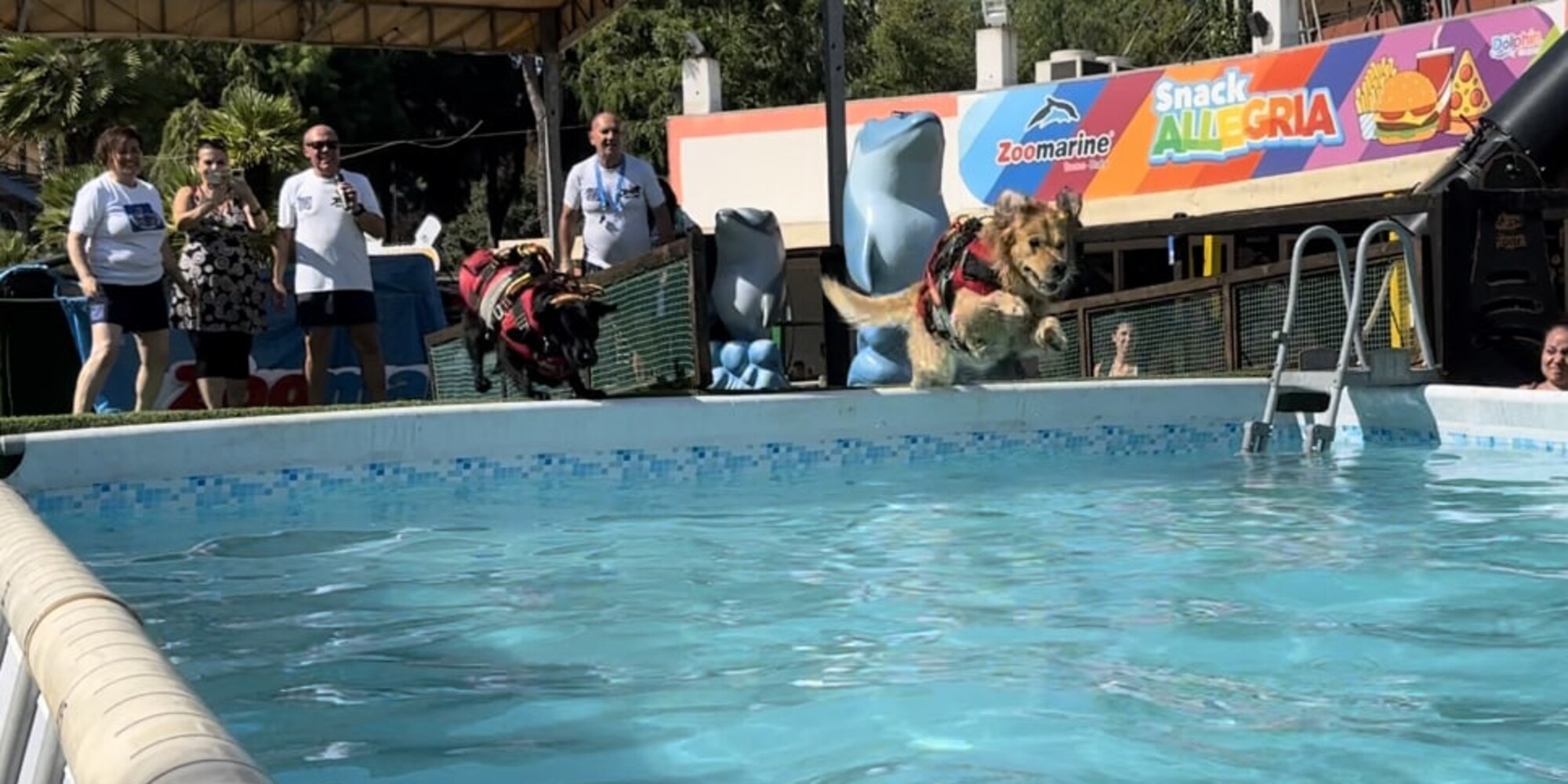 "Splash Dog", una campagna per la sicurezza in acqua