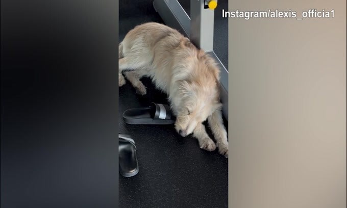 Sanchez si allena in palestra con un amico..."speciale"