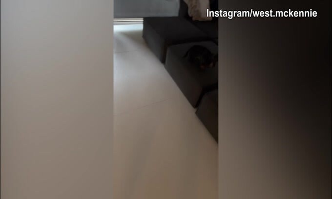McKennie torna a casa ed il cane "impazzisce..."