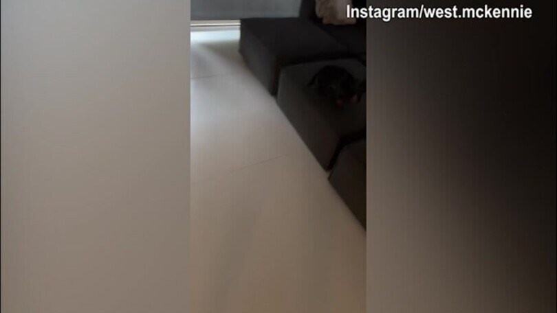 McKennie torna a casa ed il cane "impazzisce..."