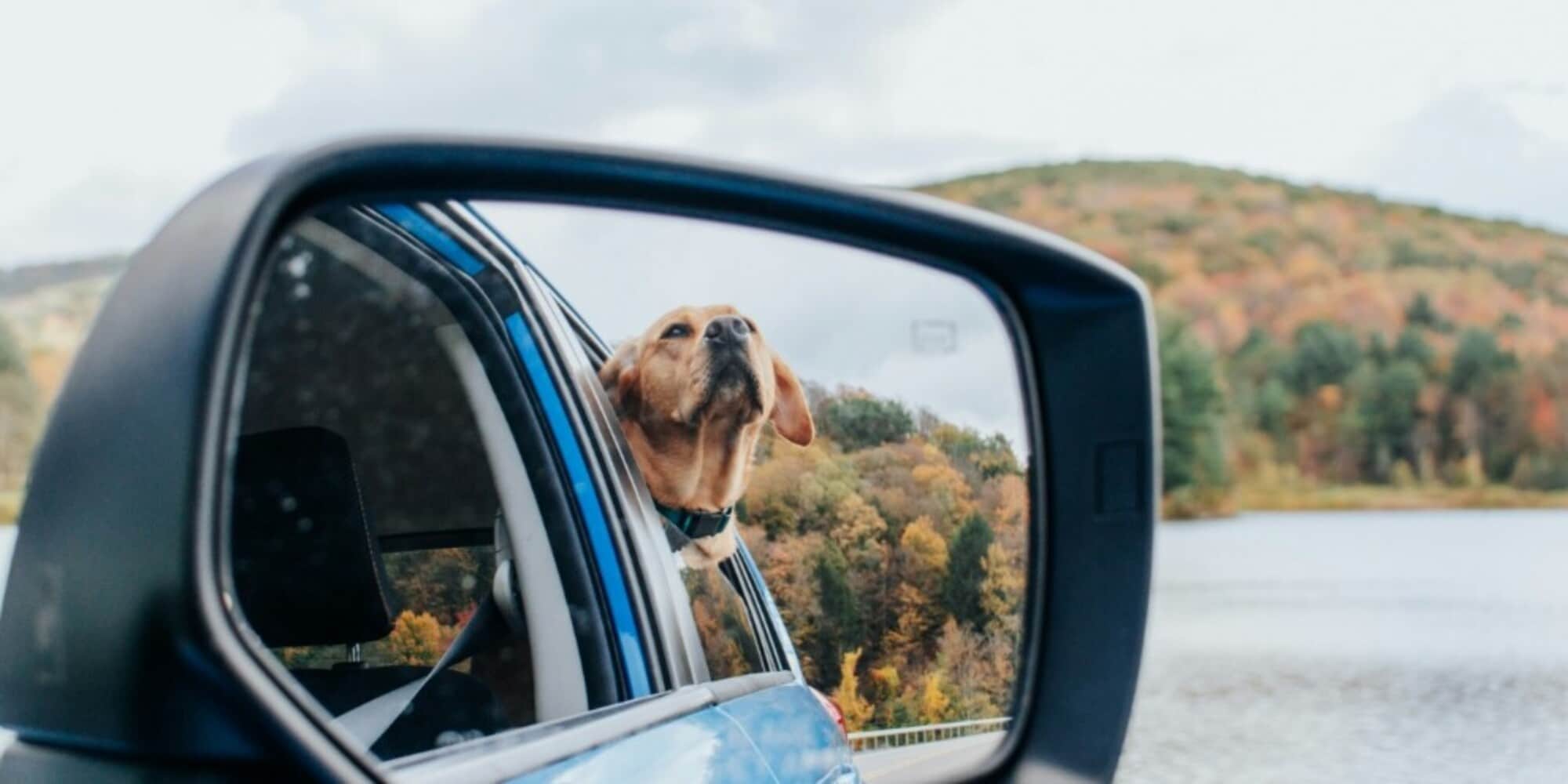 Tempo di vacanze: come viaggiare in auto con gli animali