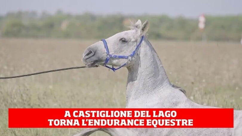 Zigulì Test Event FEI Endurance European Championship, torna l'Endurance equestre a Castioglione del Lago