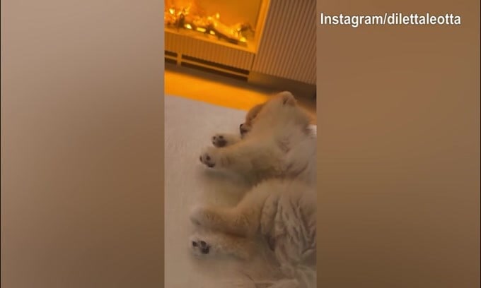 Lillo, ma che fai? Ecco la reazione del cane di Diletta...
