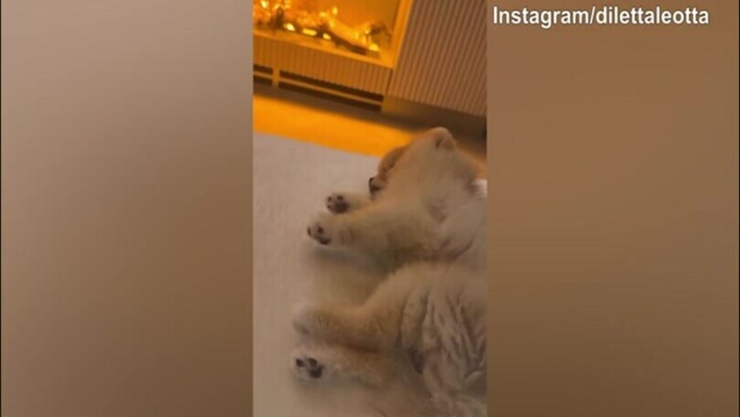Lillo, ma che fai? Ecco la reazione del cane di Diletta...