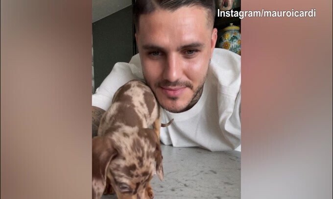 Mauro Icardi da Wanda Nara in Argentina? Lui posta video con un cagnolino...