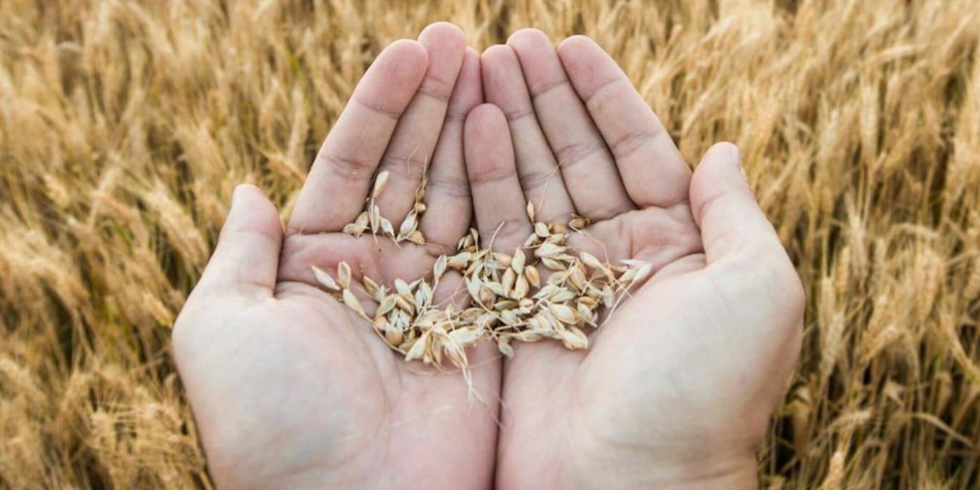 World Durum and Pasta Forum 2024: a Roma si celebra la pasta