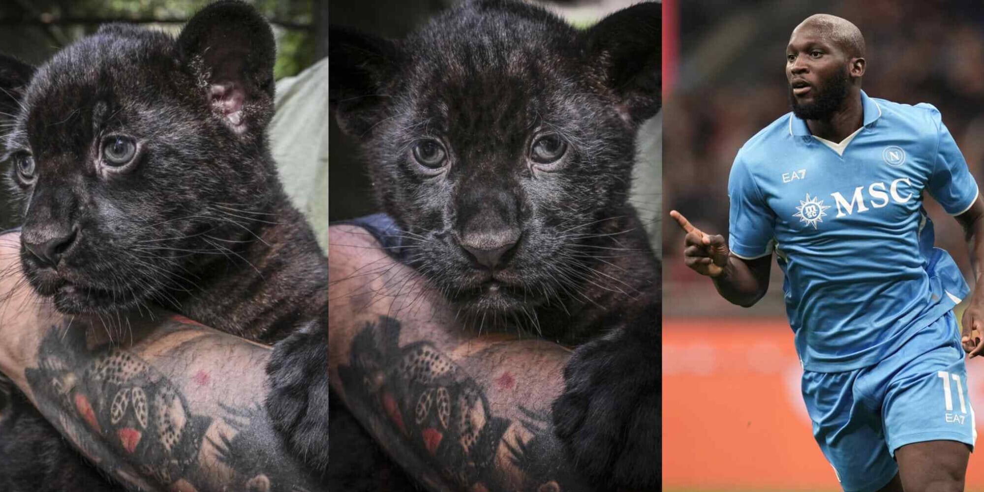 Romelu al posto di Victor: l'incredibile storia dei giaguari allo Zoo di Napoli