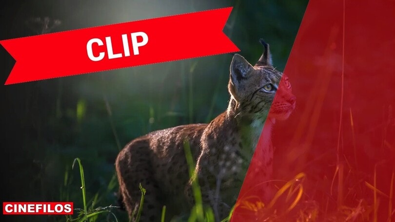 Le linci selvagge, una clip dal film