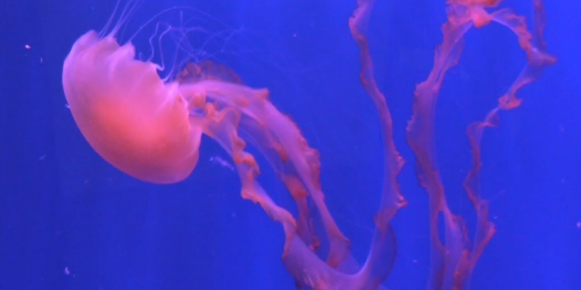 Tornare indietro nel tempo è possibile: un animale lo fa già