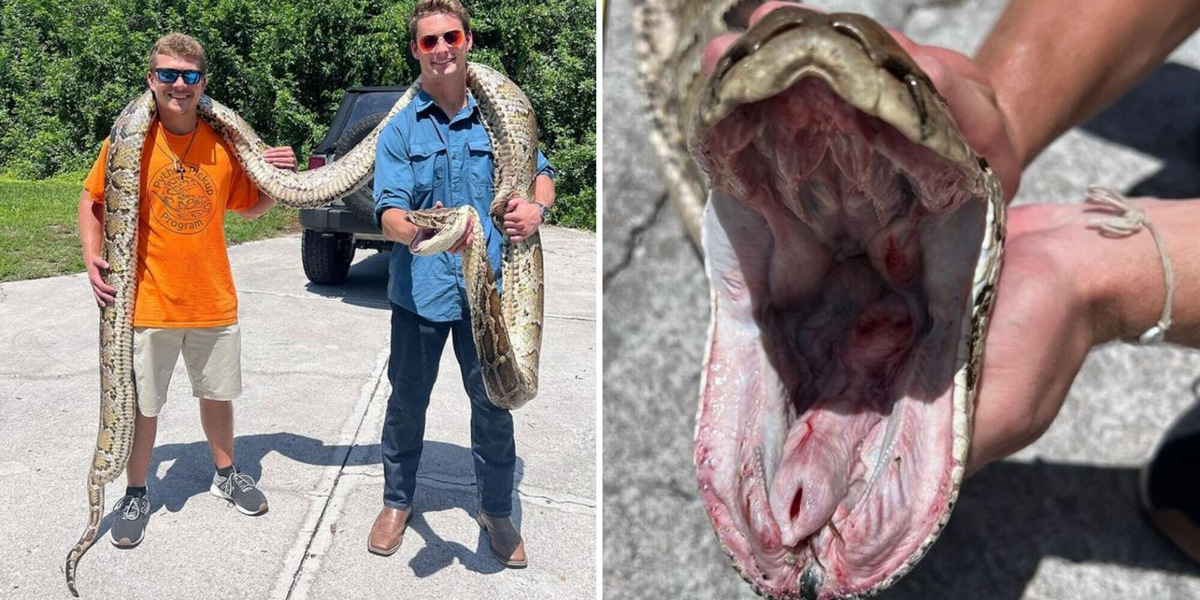 Florida, catturato a mani nude un pitone birmano di 6 metri