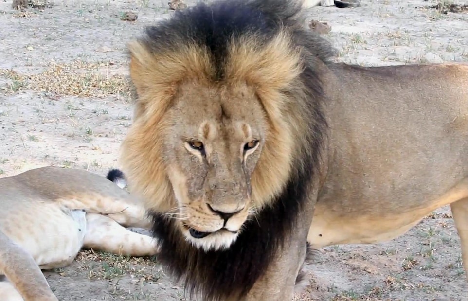 Cecil, il leone ucciso che mobilita il mondo