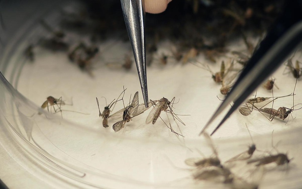 Brasile, virus Zika, il ministro dello Sport: «Olimpiadi a Rio sono garantite» Brasile, virus Zika, il ministro dello Sport: «Olimpiadi a Rio sono garantite»