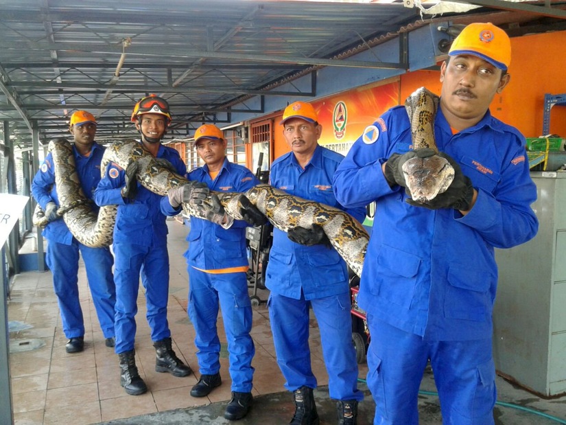 Malesia, catturato un pitone di quasi 8 metri Malesia, catturato un pitone di quasi 8 metri