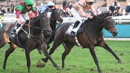 #5/11/2018 Ippicanews